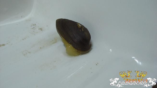 一些小动物。。可惜我不能养活
