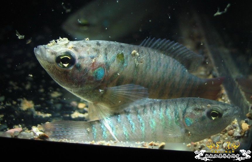 黑叉没找到，却找到了“丽丽鱼”……