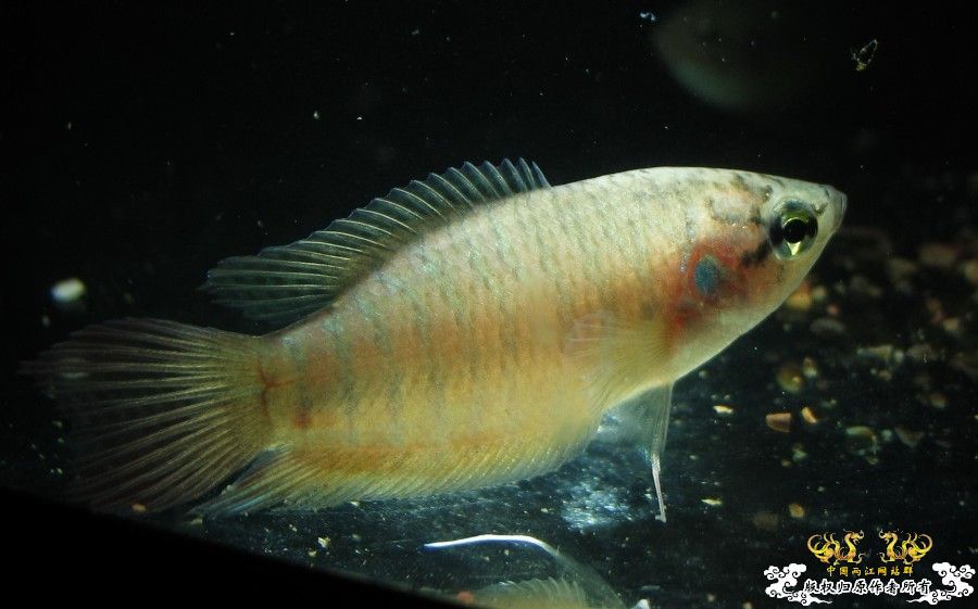 黑叉没找到，却找到了“丽丽鱼”……