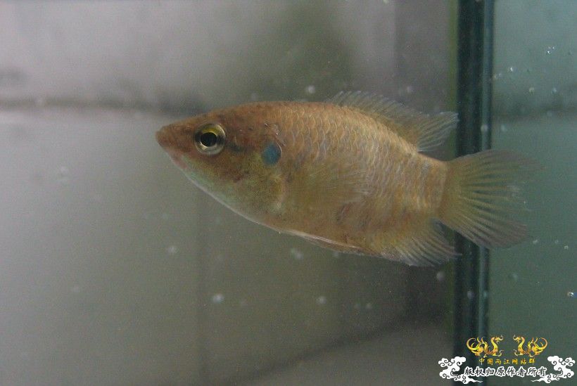 黑叉没找到，却找到了“丽丽鱼”……