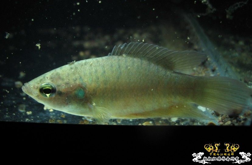 黑叉没找到，却找到了“丽丽鱼”……