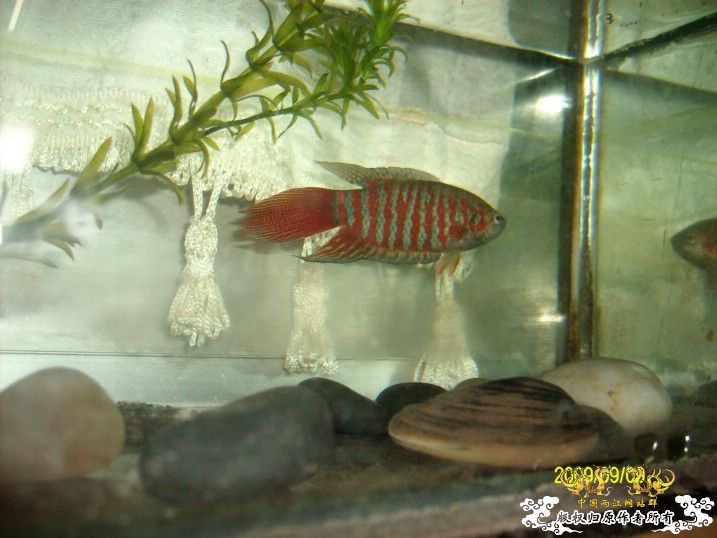 看得起劲 我也发点重庆斗 自我感觉不比其它地方的差