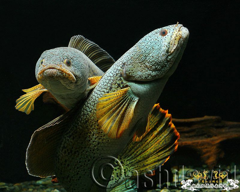 发张图-有能力的鱼友可以自己尝试！！