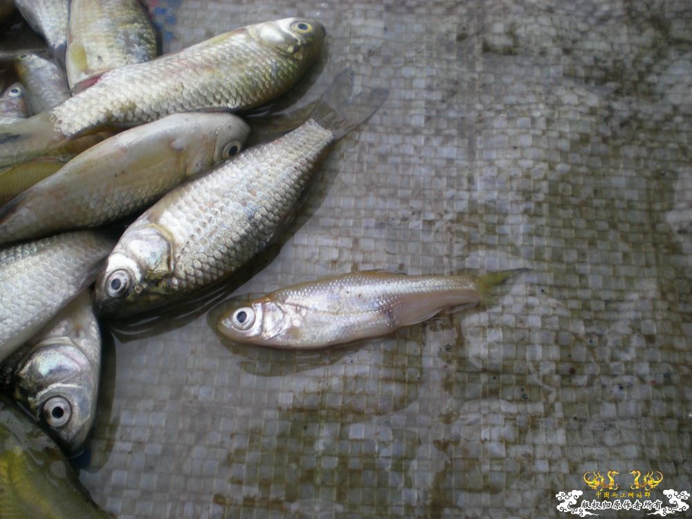 周末游走在城市边缘，看鱼&野采。
