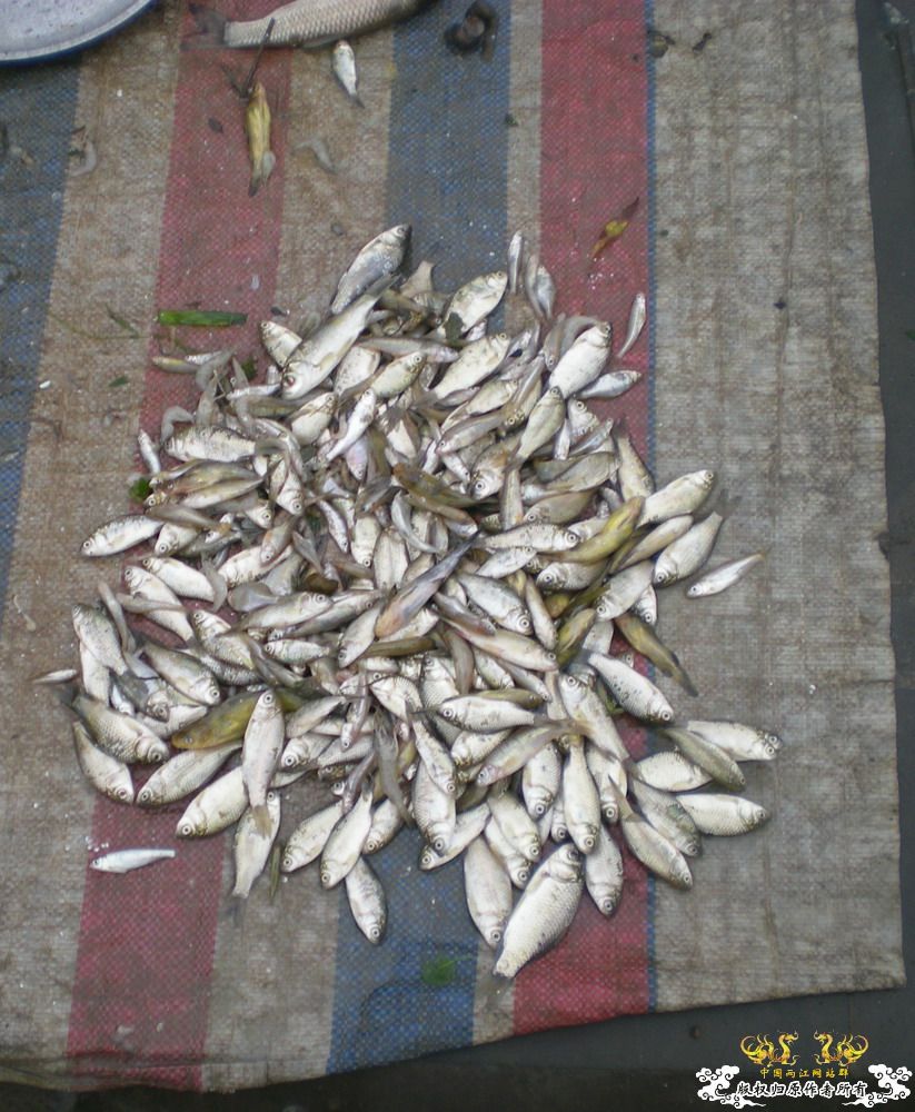 周末游走在城市边缘，看鱼&野采。