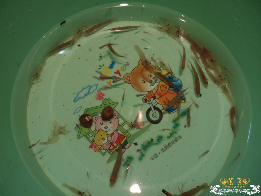 周末游走在城市边缘，看鱼&野采。