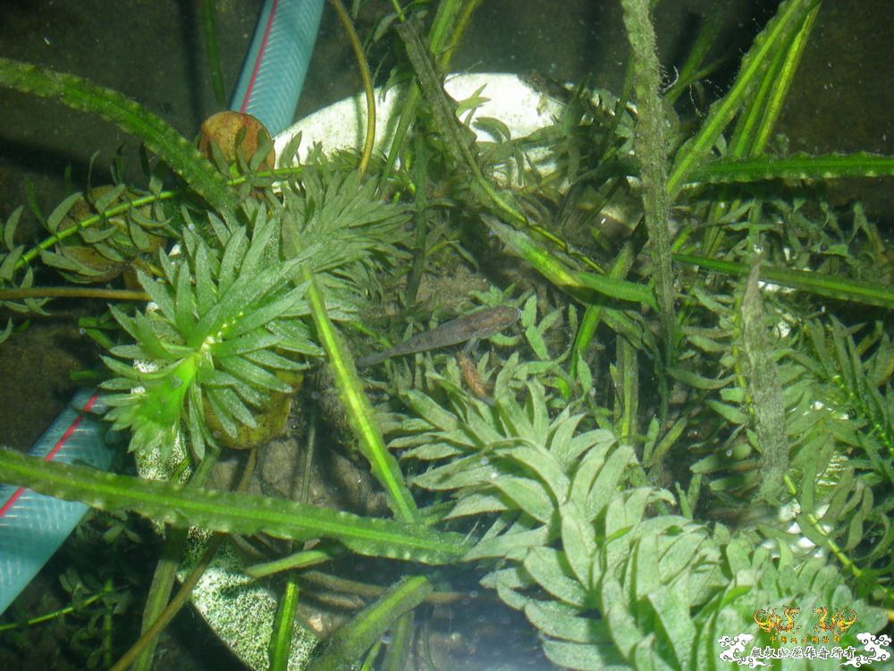周末游走在城市边缘，看鱼&野采。