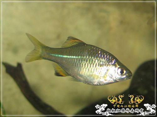 吾家有鱼初长成