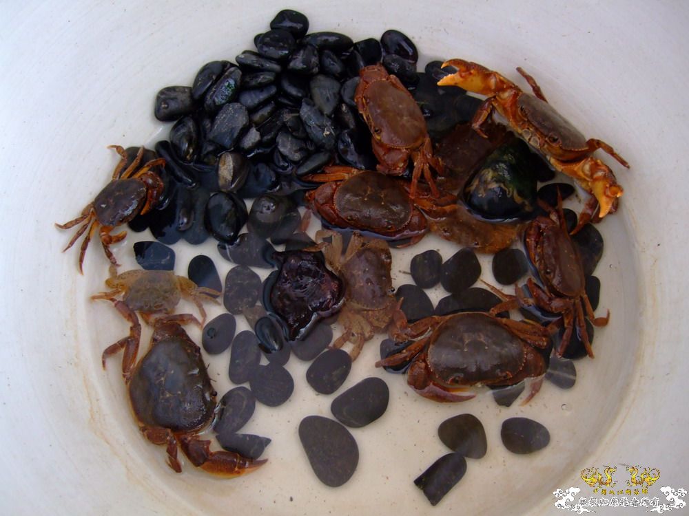 周末游走在城市边缘，看鱼&野采。