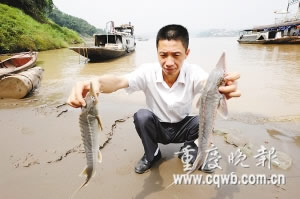 重庆渔民长江中捕到3条珍稀中华鲟 2条死亡(图)