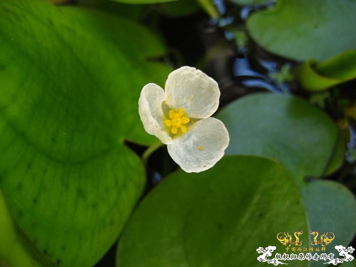 开花啦