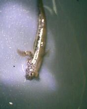 糊涂小神仙
