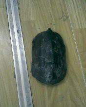 糊涂小神仙