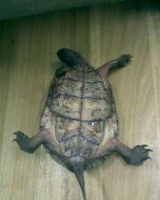 糊涂小神仙