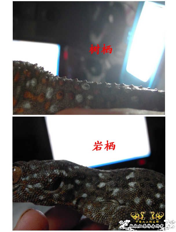 正品蛤蚧！大守宫之岩栖种！
