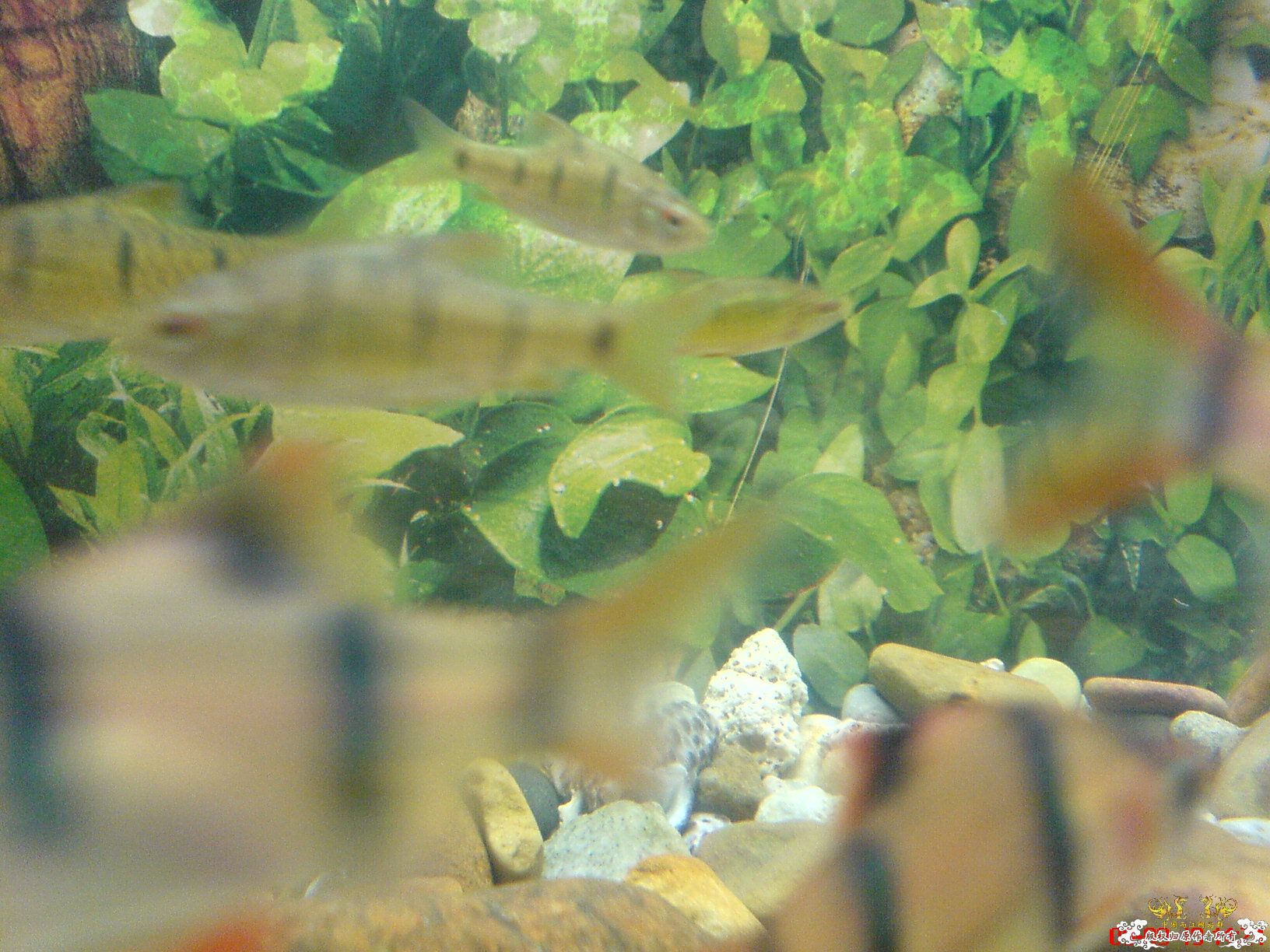 [原创]我家的小鱼缸
