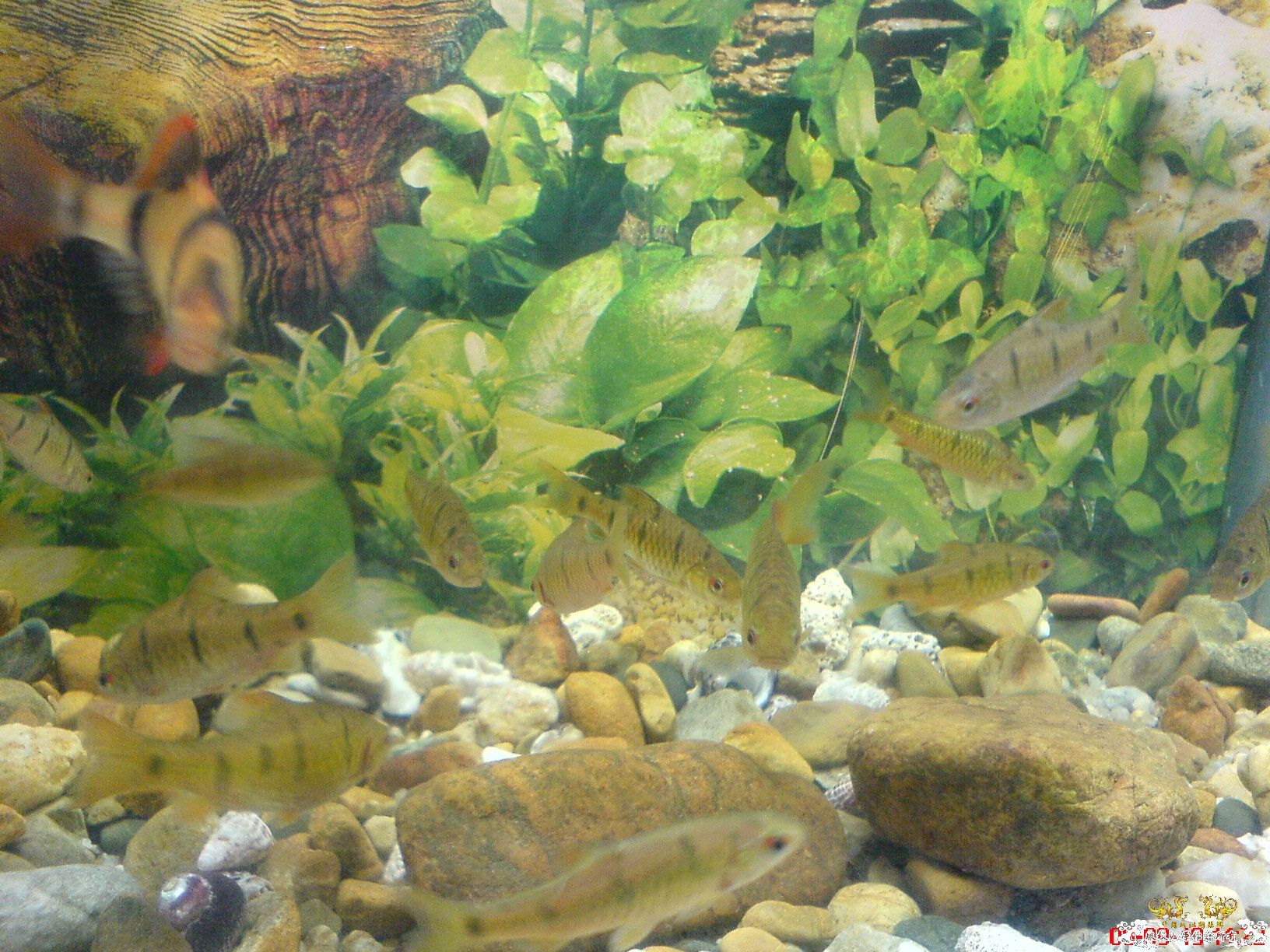[原创]我家的小鱼缸
