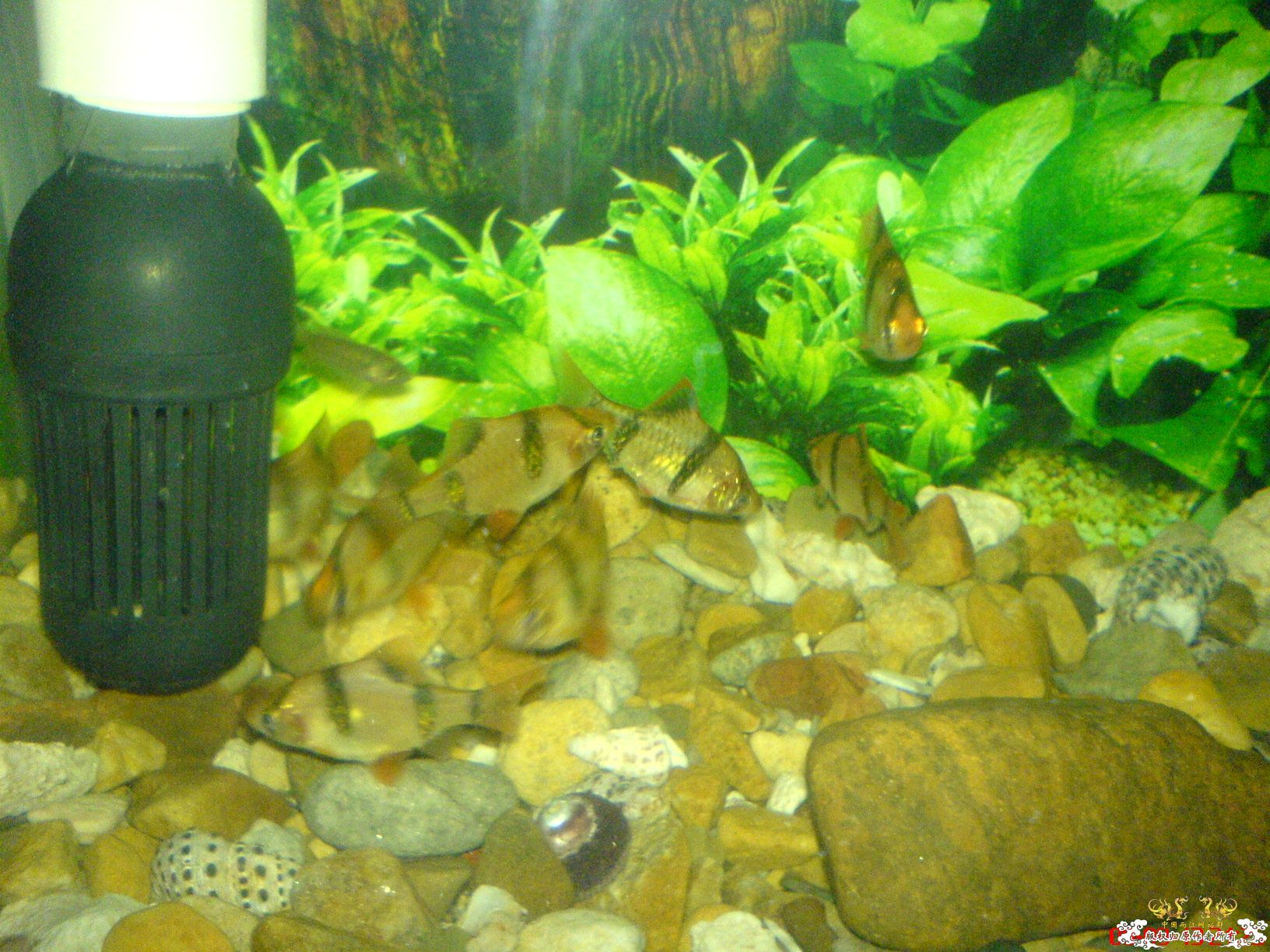 [原创]我家的小鱼缸