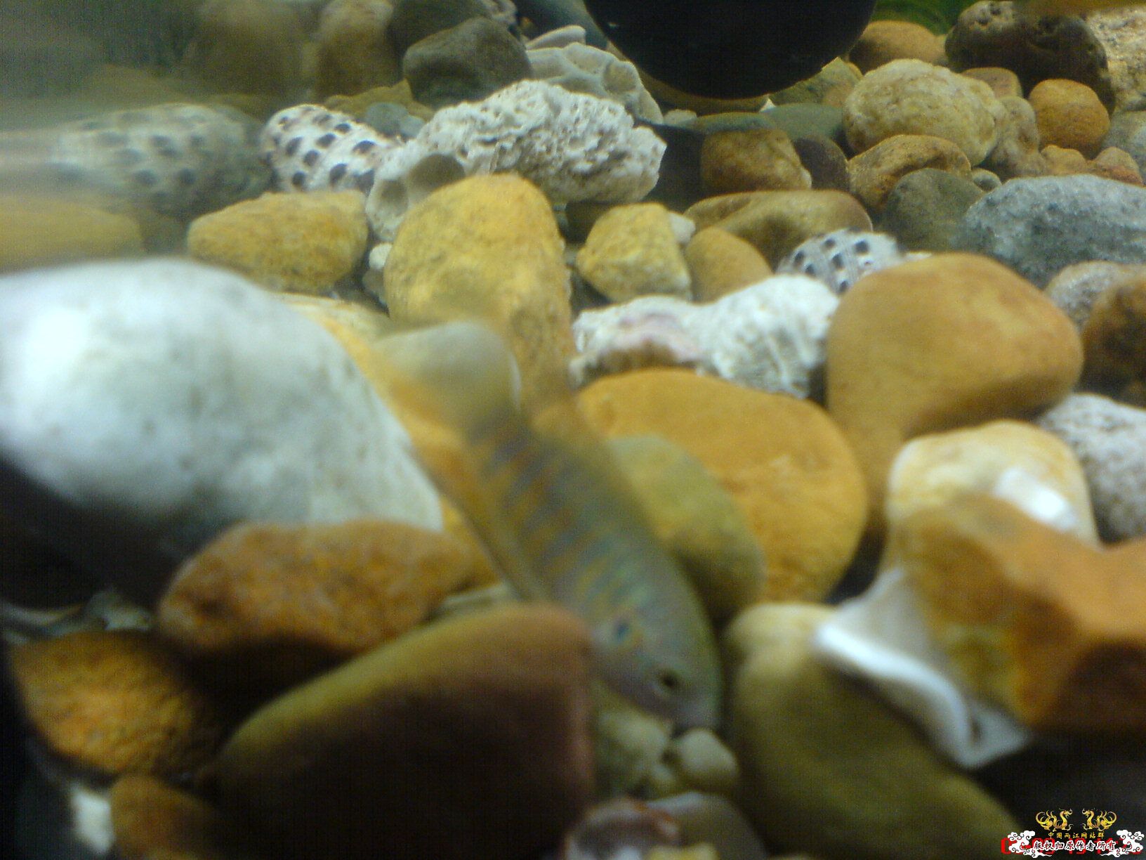 [原创]我家的小鱼缸