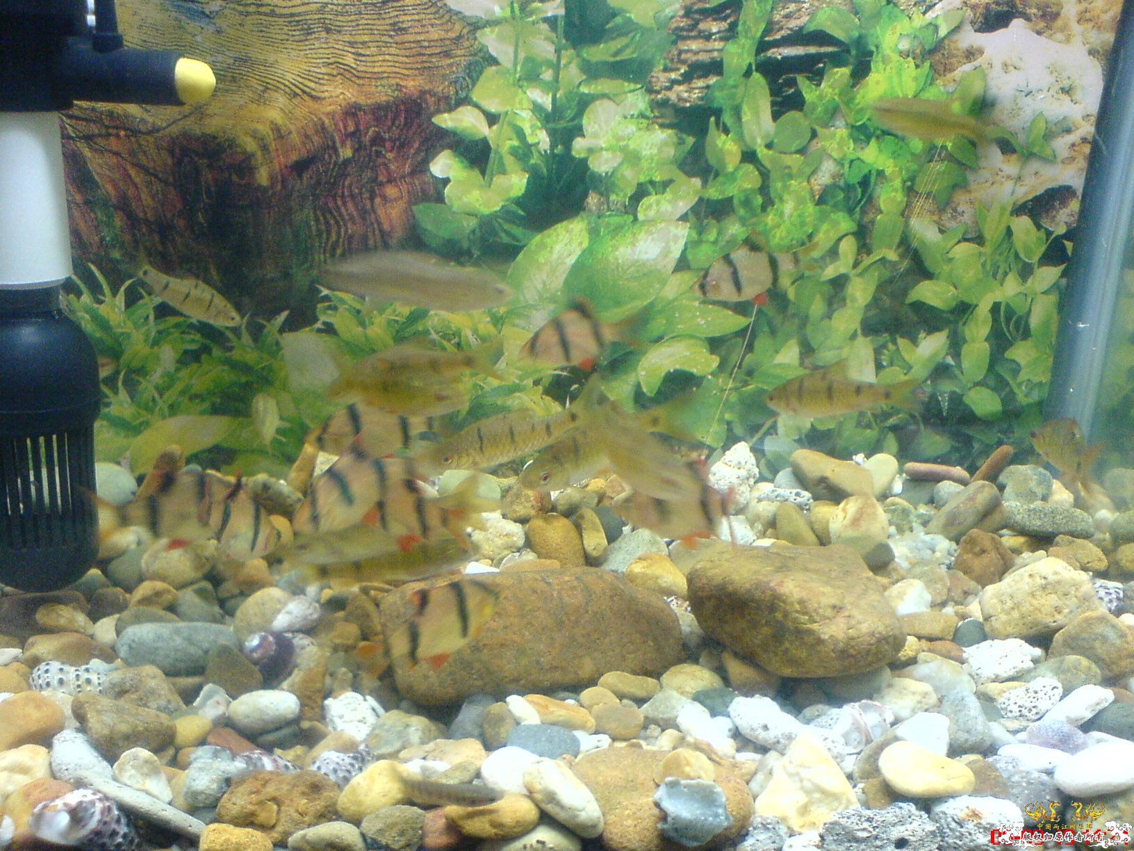 [原创]我家的小鱼缸