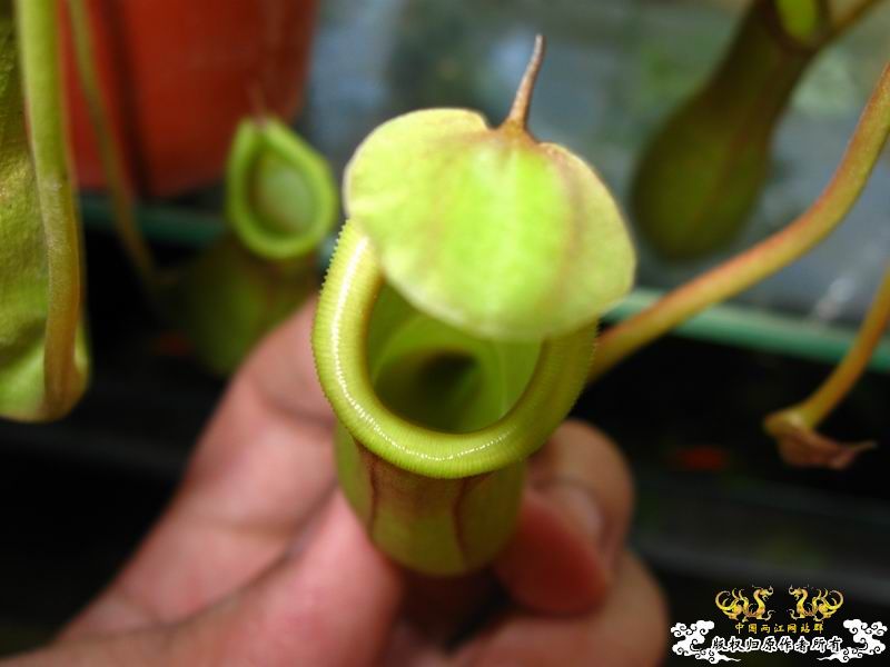 本地花鸟市场买回来的猪笼草,不懂得算是原生吗?