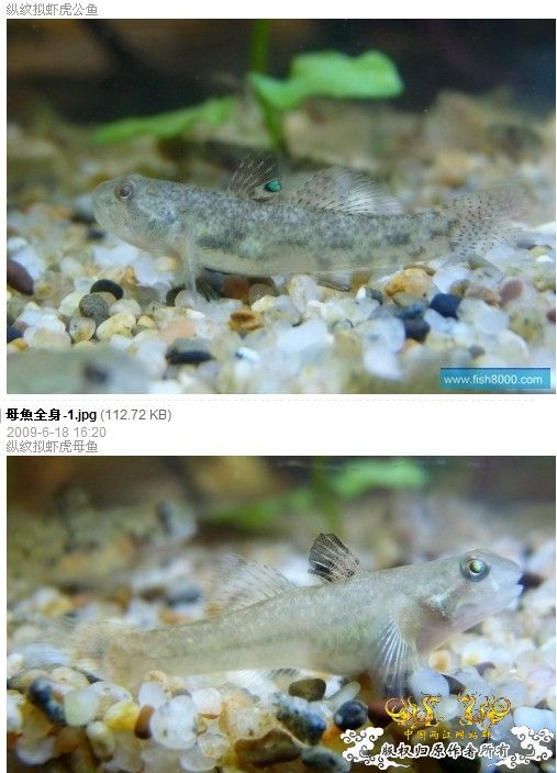 问虾虎！