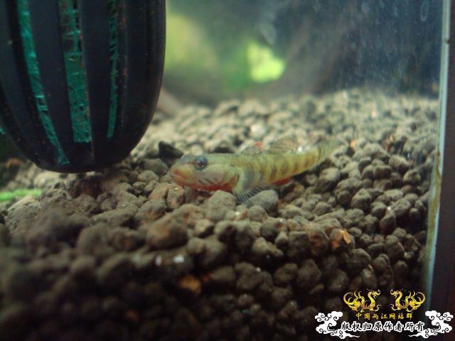 新缸上图
