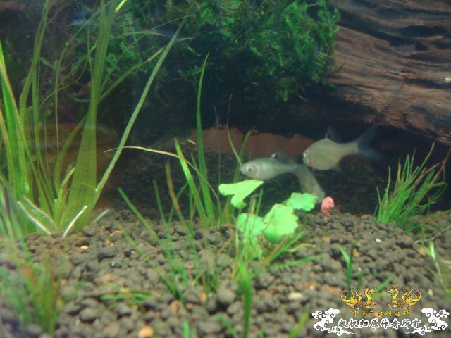 新缸上图