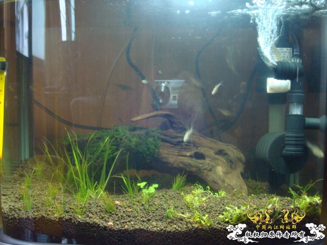 新缸上图