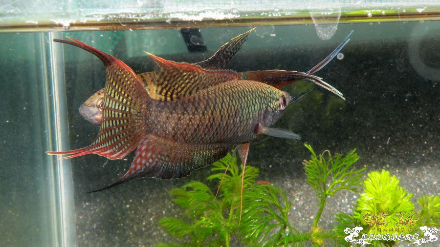 壮家叉系列之壮家德保黑叉“展翼” 壮家叉系列之壮家德保黑叉“展翼”