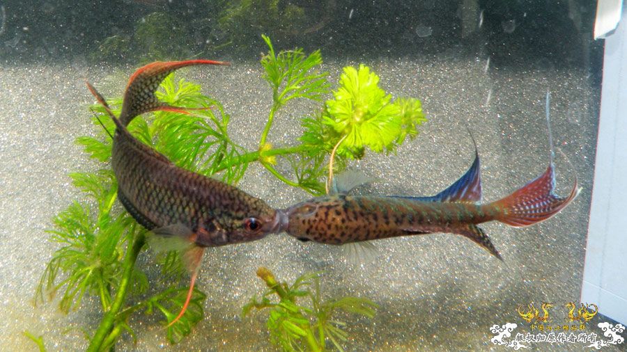 壮家叉系列之壮家德保黑叉“展翼” 壮家叉系列之壮家德保黑叉“展翼”