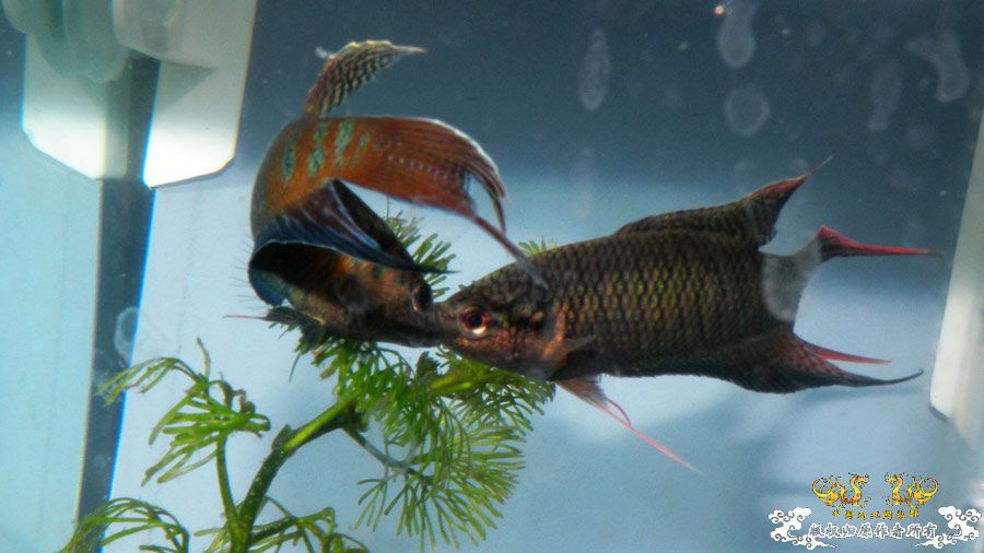 壮家叉系列之壮家德保黑叉“展翼” 壮家叉系列之壮家德保黑叉“展翼”