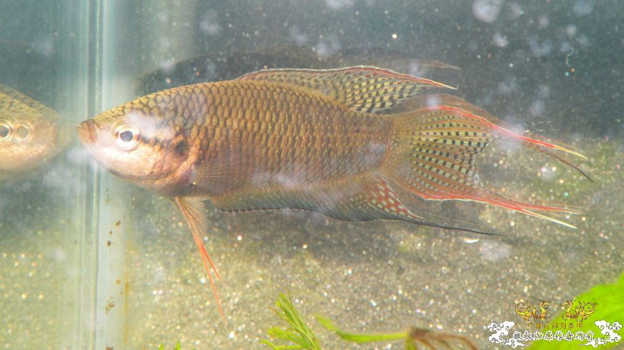 壮家叉系列之壮家德保黑叉“展翼”