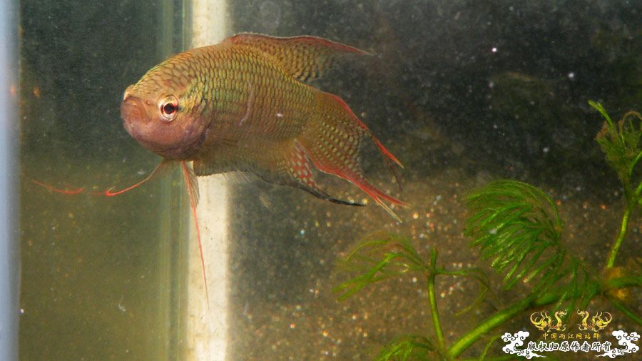 壮家叉系列之壮家德保黑叉“展翼”