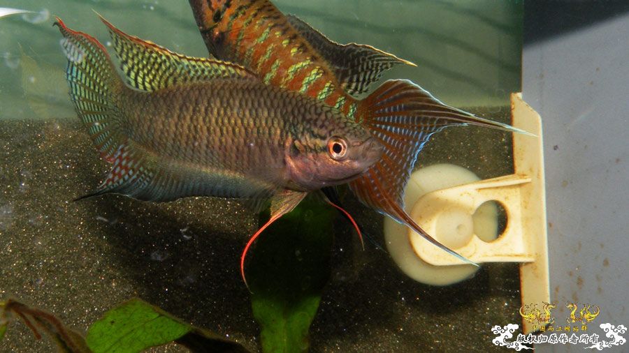 壮家叉系列之壮家德保黑叉“展翼”