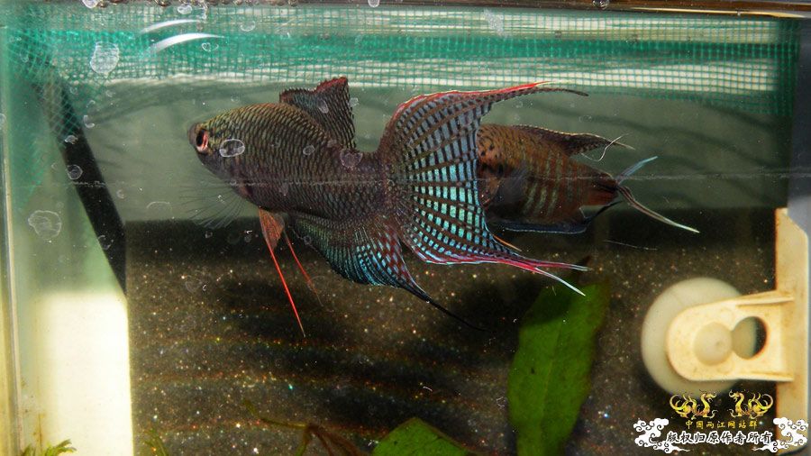 壮家叉系列之壮家德保黑叉“展翼”