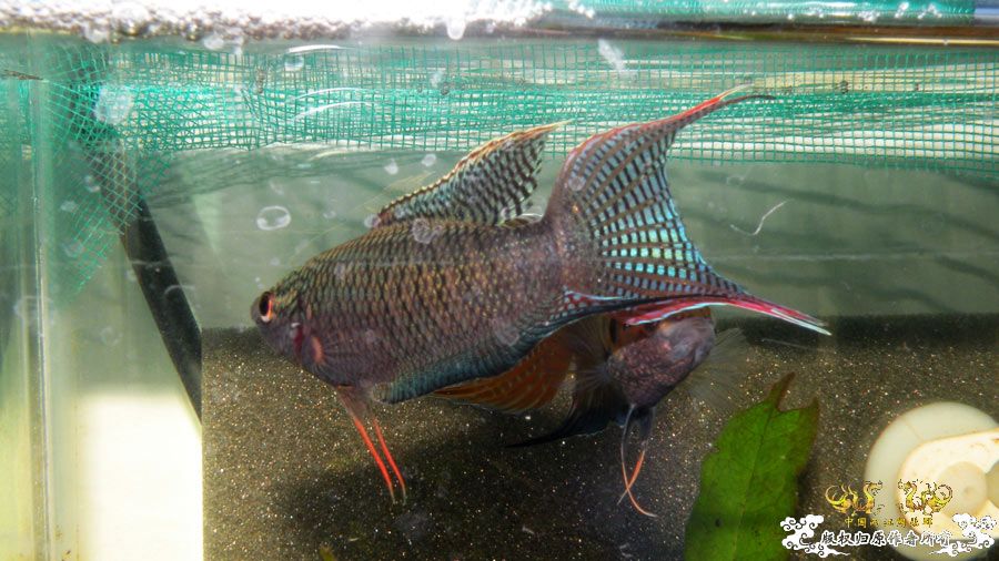 壮家叉系列之壮家德保黑叉“展翼”