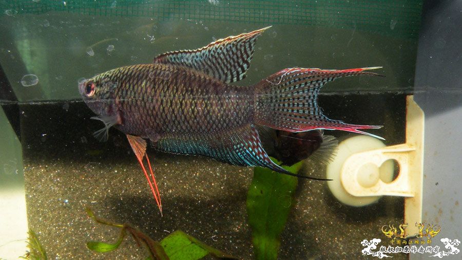 壮家叉系列之壮家德保黑叉“展翼”