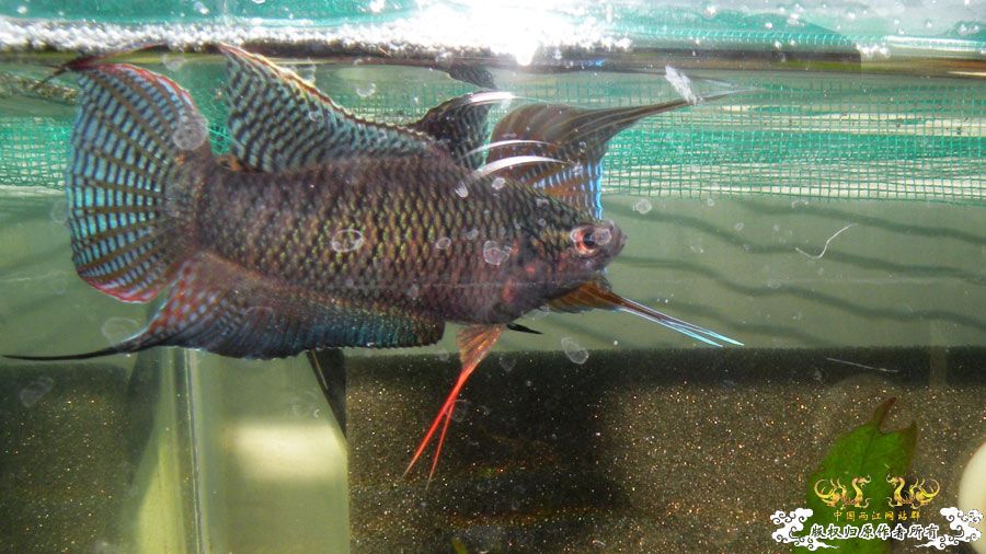 壮家叉系列之壮家德保黑叉“展翼”