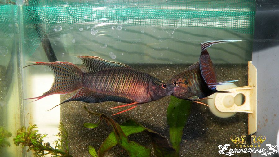 壮家叉系列之壮家德保黑叉“展翼”