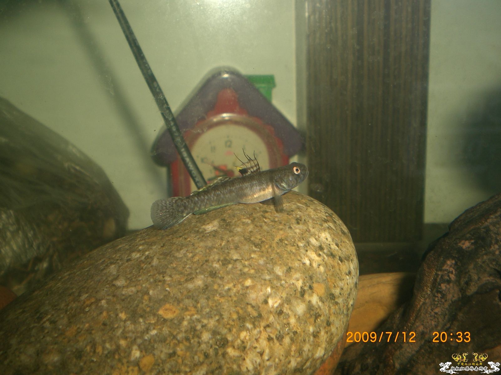 秀一下天线小子