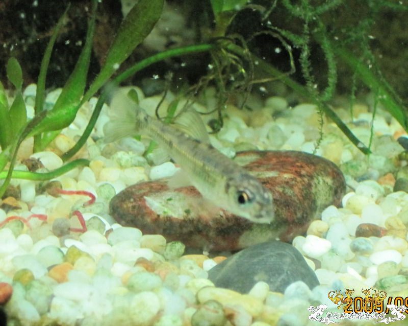 [原创]兄弟们来看看这是什么鱼