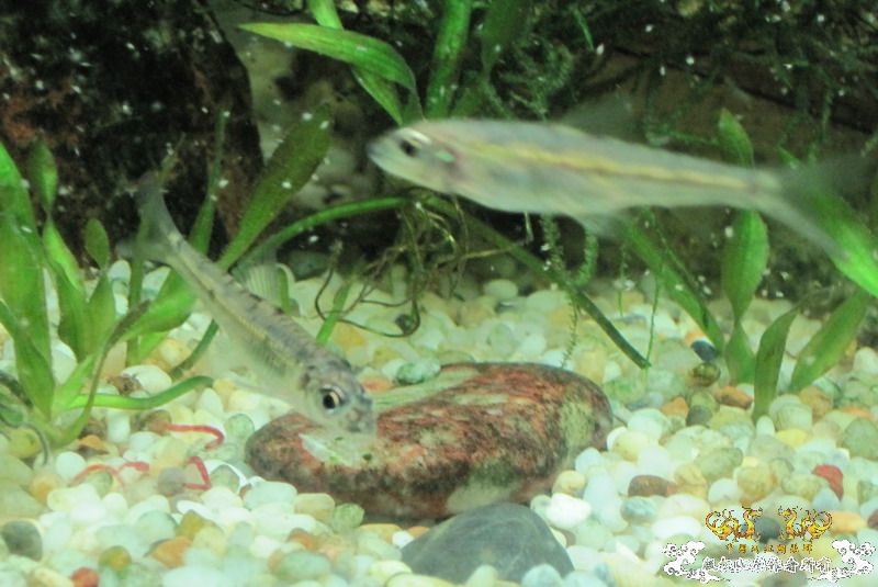 [原创]兄弟们来看看这是什么鱼