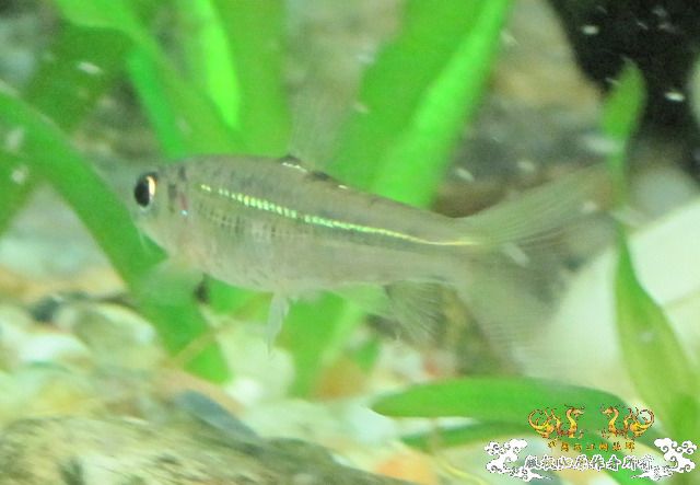 [原创]兄弟们来看看这是什么鱼