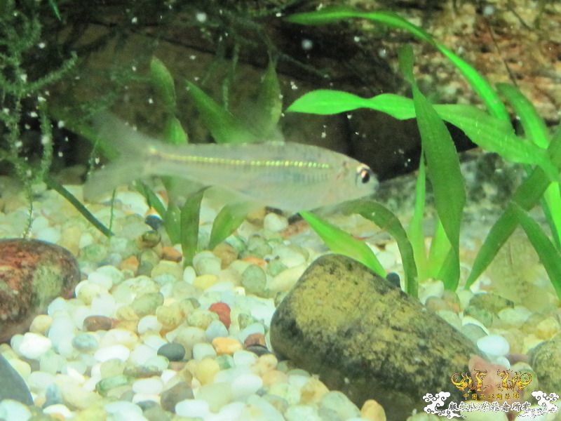 [原创]兄弟们来看看这是什么鱼