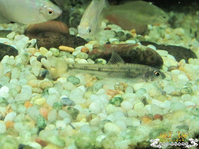 [原创]兄弟们来看看这是什么鱼