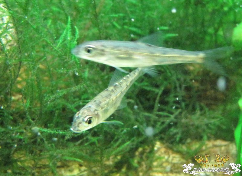 [原创]兄弟们来看看这是什么鱼