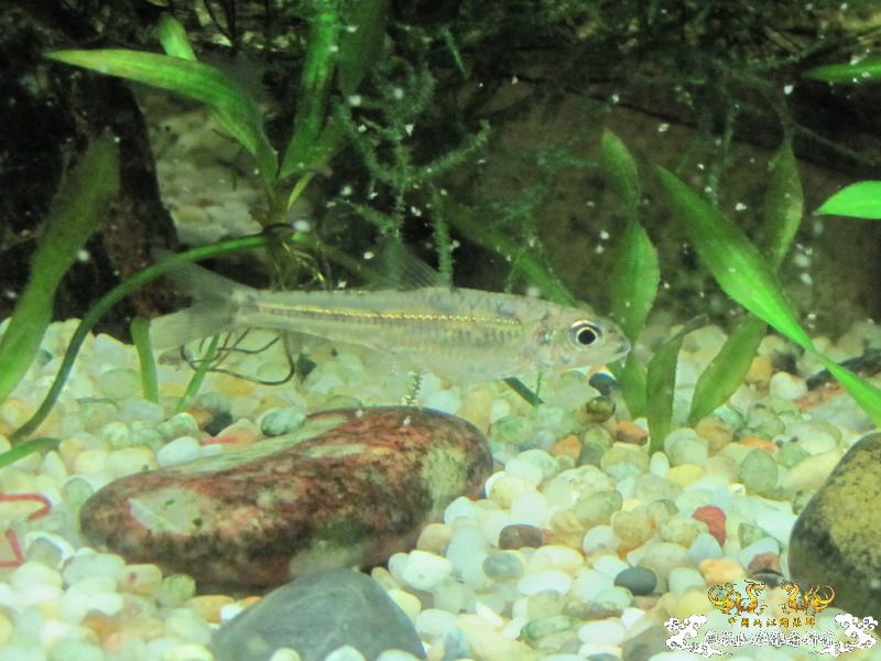 [原创]兄弟们来看看这是什么鱼