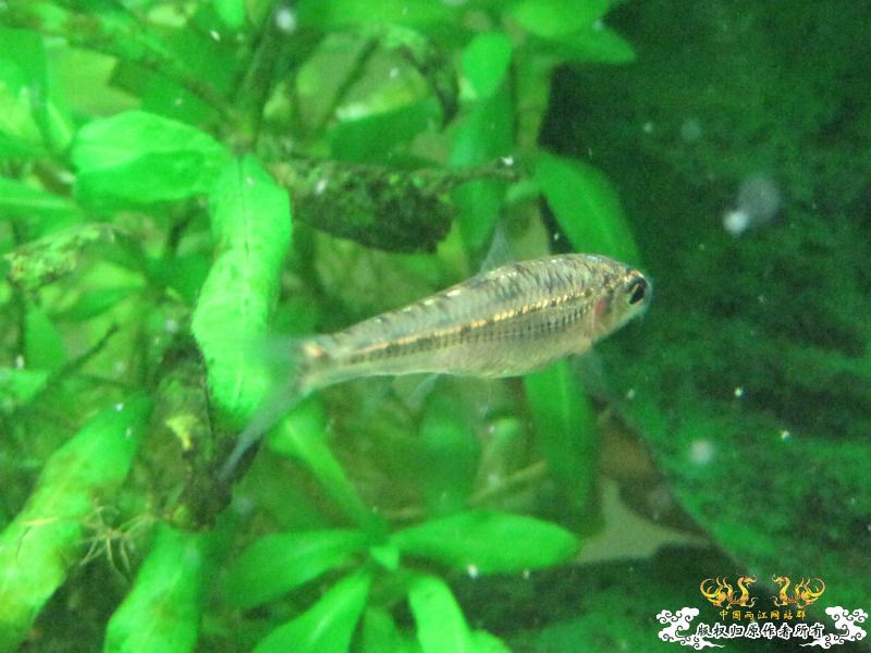 [原创]兄弟们来看看这是什么鱼