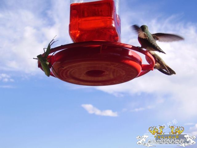 螳螂捕蝉，黄雀在后，但前提是....